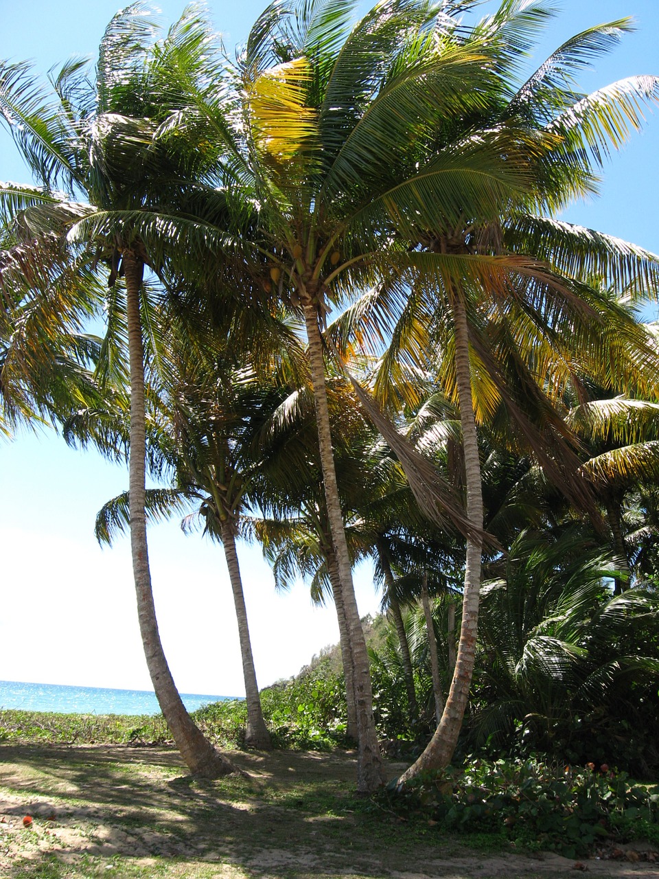 Wondering what to do in Puerto Rico? Here are the best activities in Puerto Rico!