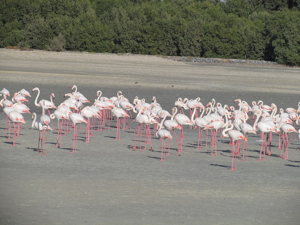 Flamingoes at Ras Al Khor Wildlife Sanctuary - photo via Wikipedia
