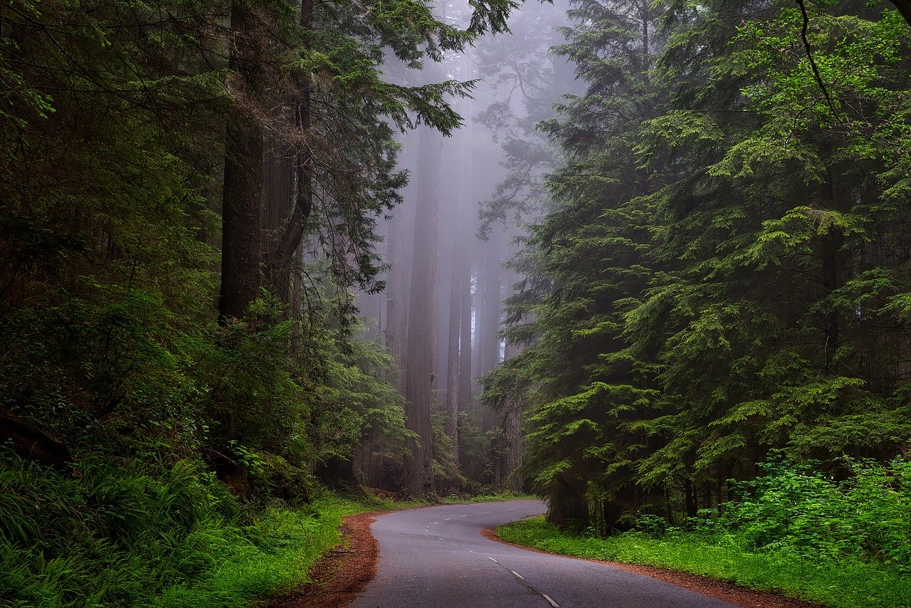 Redwood National and State Parks, California is one of the best stops on a West Coast road trip